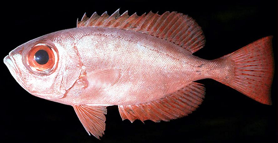 Heteropriacanthus cruentatus_02.jpg